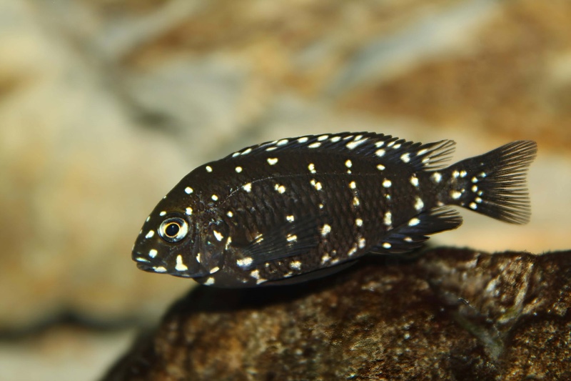 Tropheus duboisi 'Halembe'